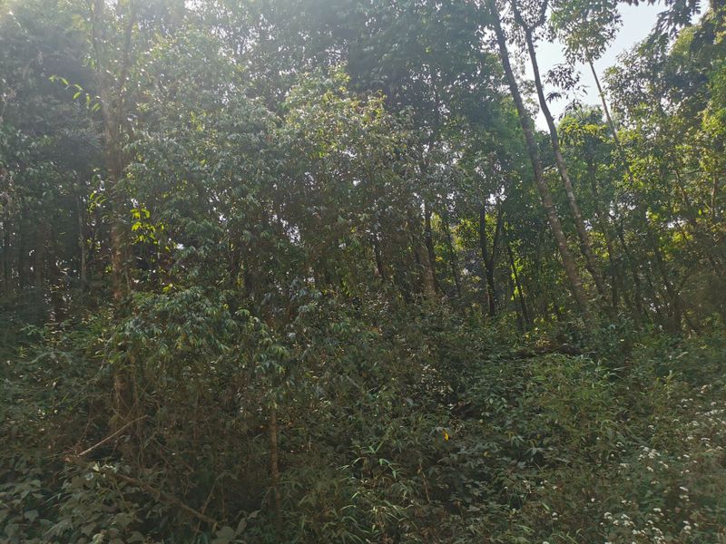 有关于易武落水洞2023年古树茶春茶价格的信息