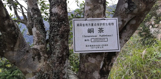关于2022年邵阳茶业“十大事件”的消息(3)