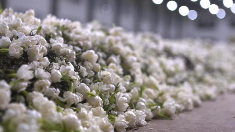 关于聚焦茶非遗！走近张一元茉莉花茶制作技艺的“前世今生”的信息(1)