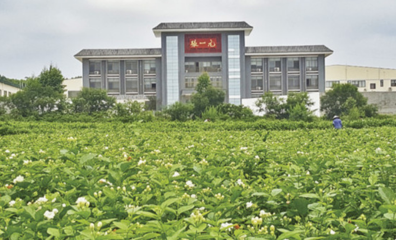 关于聚焦茶非遗！走近张一元茉莉花茶制作技艺的“前世今生”的信息(2)