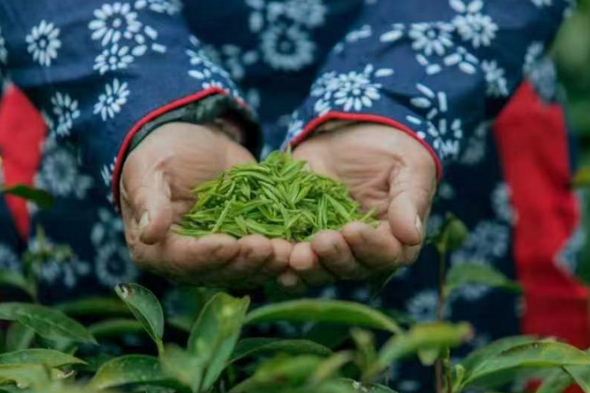 有关于晶桥镇擦亮雨花茶“非遗”名片的信息(1)