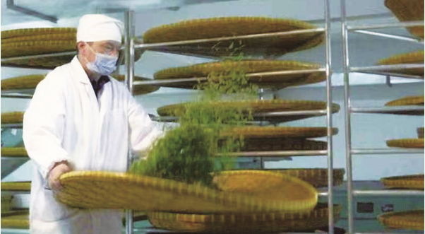 有关于晶桥镇擦亮雨花茶“非遗”名片的信息(2)