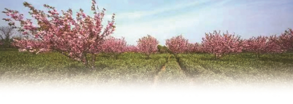 有关于晶桥镇擦亮雨花茶“非遗”名片的信息