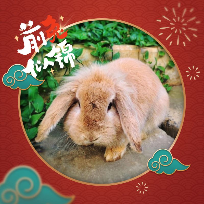 有关于茶友网2023年春节放假通知的新闻(1)