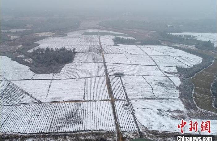关于航拍江西金溪雪后茶园银装素裹的相关信息(3)