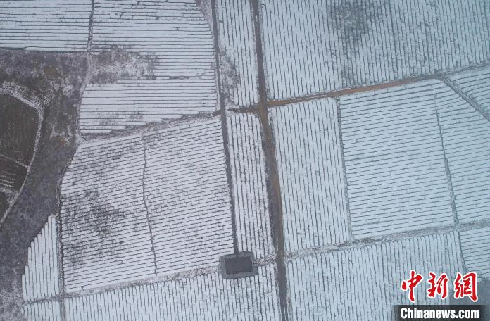 关于航拍江西金溪雪后茶园银装素裹的相关信息(1)