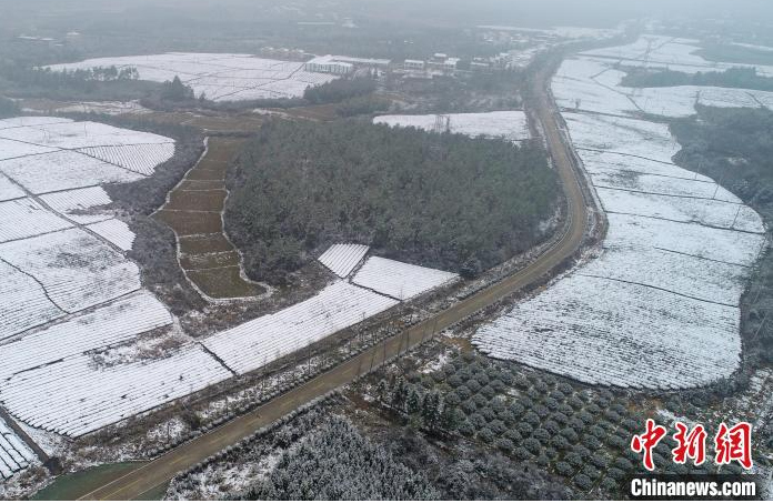 关于航拍江西金溪雪后茶园银装素裹的相关信息(2)