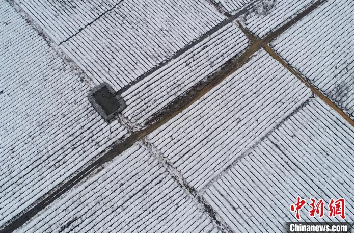 关于航拍江西金溪雪后茶园银装素裹的相关信息(4)