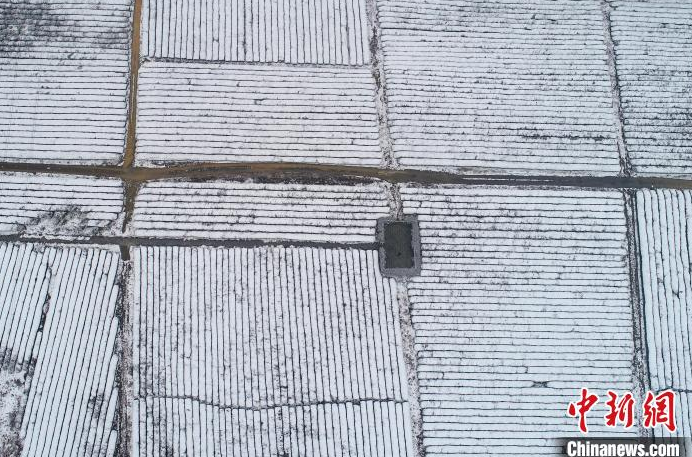 关于航拍江西金溪雪后茶园银装素裹的相关信息(5)