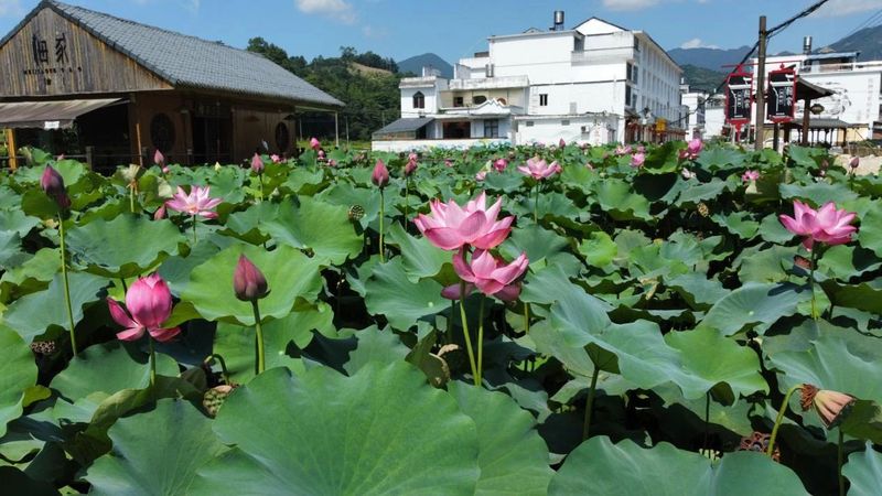 关于福鼎市点头镇柏柳村——中国白茶第一村的振兴之路的消息(3)