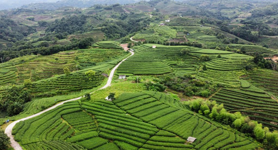 关于福鼎市点头镇柏柳村——中国白茶第一村的振兴之路的消息(2)