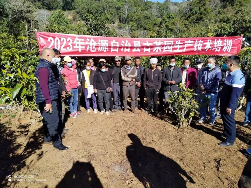 有关于糯良乡开展2023年古茶园生产技术培训的消息