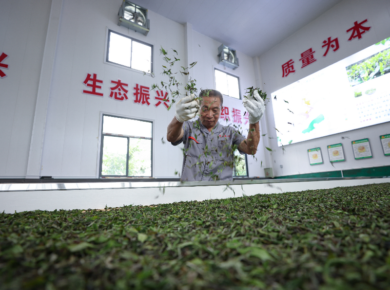 有关于武都区:“定制茶园”,做活裕河茶文章的相关信息(1)