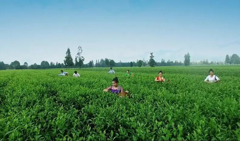 有关于临沧耿马：走好“四步棋” 做大做强茶产业的最新消息(1)