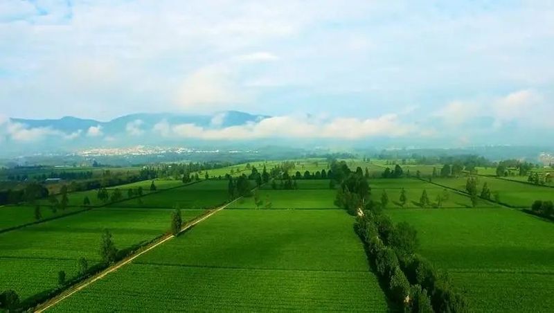 有关于临沧耿马：走好“四步棋” 做大做强茶产业的最新消息