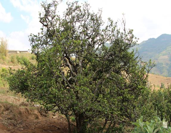 有关于临沧耿马：走好“四步棋” 做大做强茶产业的最新消息(2)