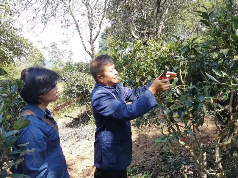 关于普洱澜沧惠民镇：共建有机乔木茶园 合推供电服务工作的最新消息(4)