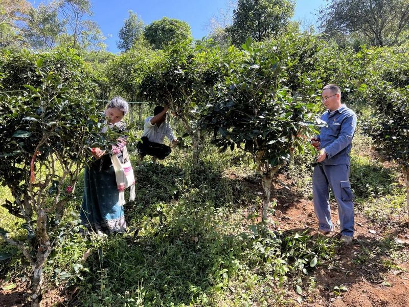 关于普洱澜沧惠民镇：共建有机乔木茶园 合推供电服务工作的最新消息(5)