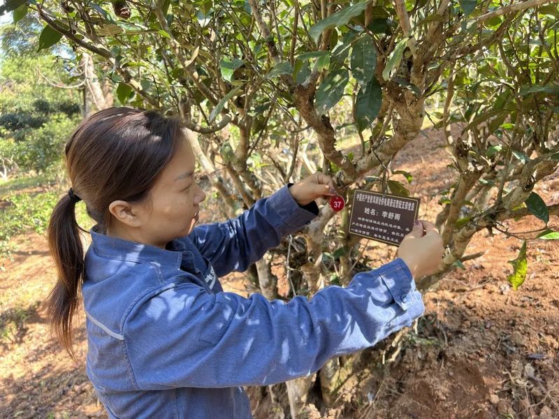 关于普洱澜沧惠民镇:共建有机乔木茶园 合推供电服务工作的最新消息(3)