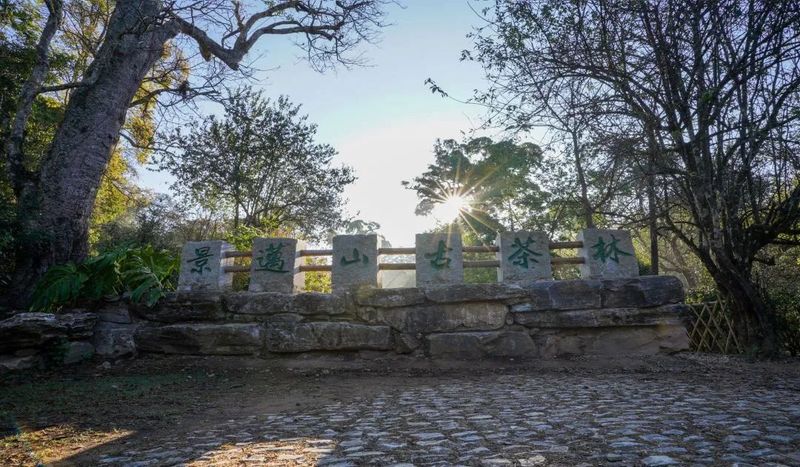 关于景迈山行：走近火塘烤茶，走进那些茶香浸润的日子的相关内容