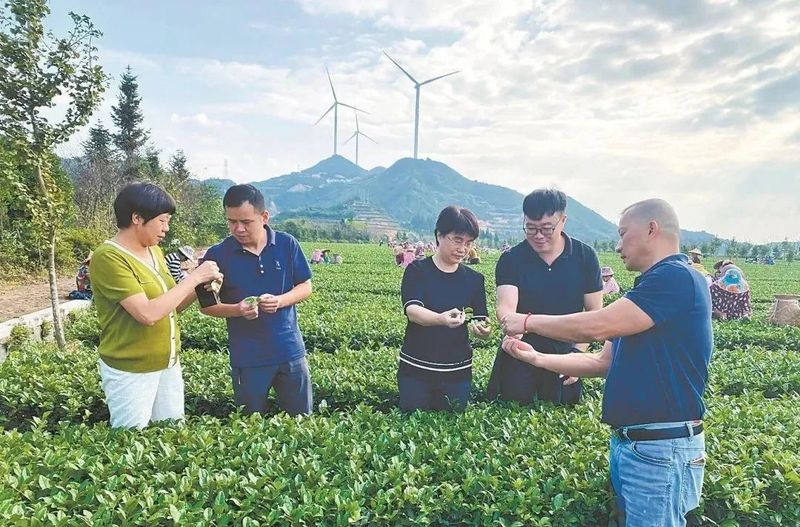 有关于安溪：多元交易推动 秋茶供不应求的相关内容