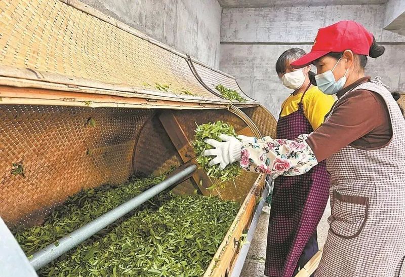 有关于安溪：多元交易推动 秋茶供不应求的相关内容(1)