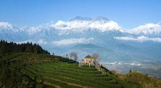 关于四川乐山被称为“中国绿茶之都” 专家分析的资讯(1)