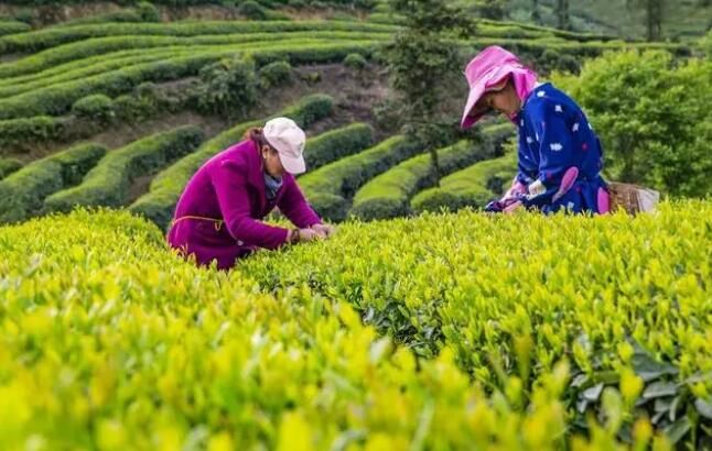 关于四川乐山被称为“中国绿茶之都” 专家分析的资讯