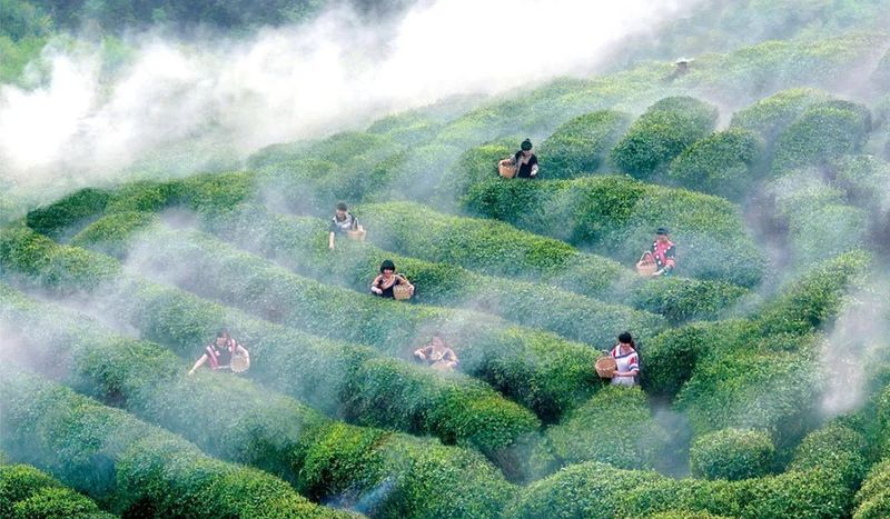 有关于都匀毛尖 入选2022年农业品牌精品培育名单的相关信息(1)