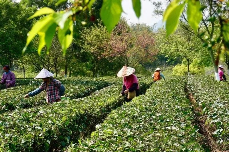 关于英德红茶入选国家地理标志产品保护示范区筹建名单的最新消息