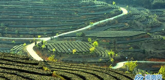 关于华安县领导调研茶产业发展的消息(1)