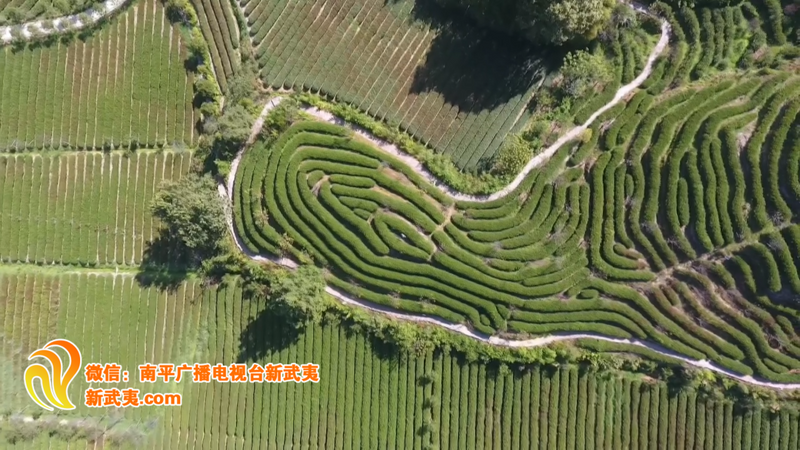 有关于武夷山的非凡十年:茶文旅融合,绿富美新城的内容