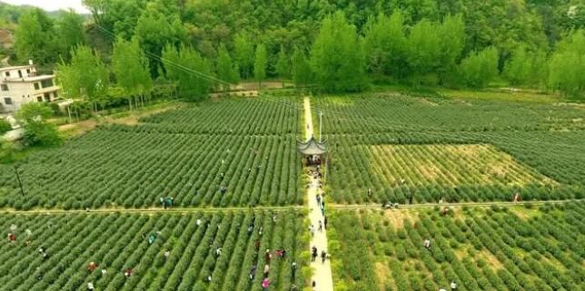 关于商洛市商南县茶产业迈出高质量发展步伐的消息(1)