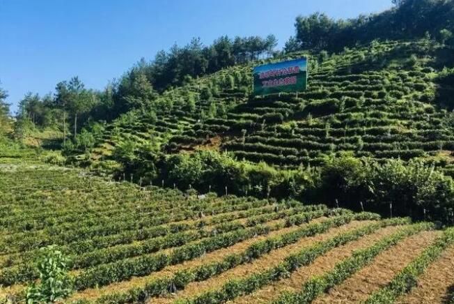 关于商洛市商南县茶产业迈出高质量发展步伐的消息(3)