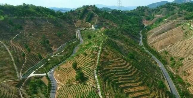 关于商洛市商南县茶产业迈出高质量发展步伐的消息