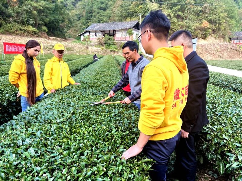 关于湄潭洗马：抓好茶园管理，建设生态茶园的内容(3)