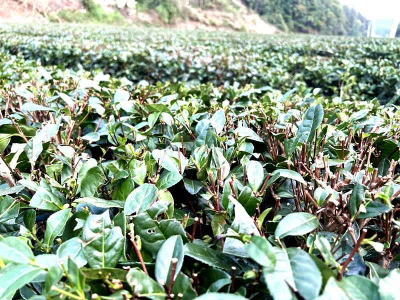 关于湄潭洗马：抓好茶园管理，建设生态茶园的内容(2)