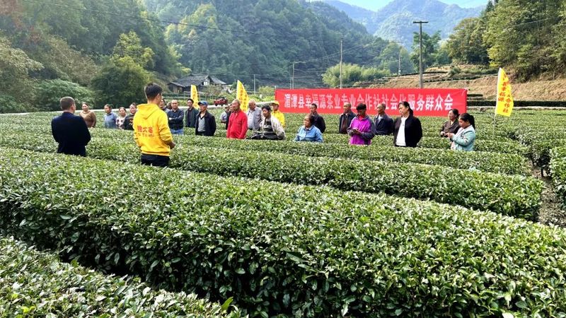 关于湄潭洗马：抓好茶园管理，建设生态茶园的内容