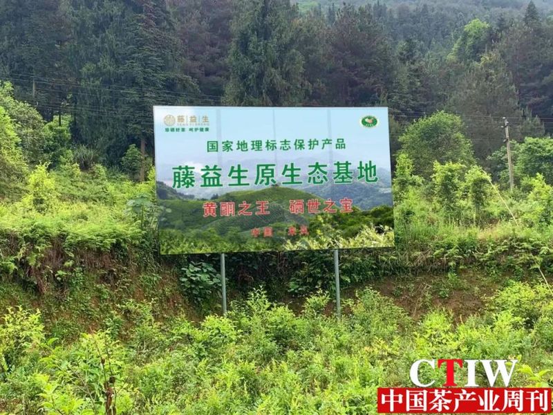 有关于湖北：来凤野藤茶“长”出10亿元大产业的相关信息