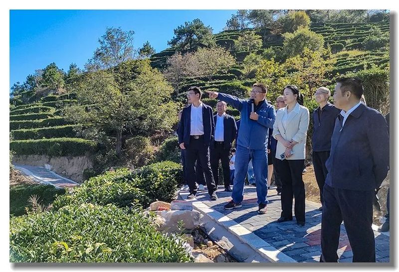 关于黄冈市政协副主席周银芝带队赴罗田县视察《湖北省促进茶产业发展条例》贯彻实施情况的信息(3)