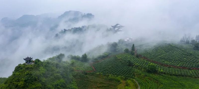 关于看十年 十问贵州，茶真的起源于贵州吗？用证据说话的资讯(2)