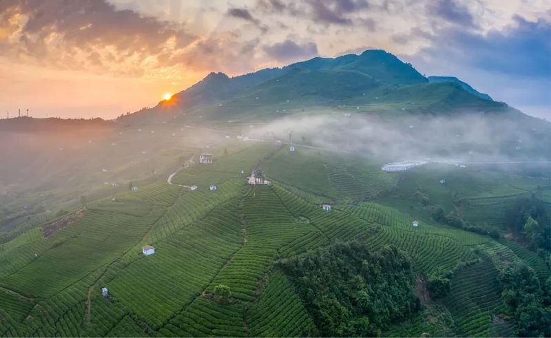 关于看十年 十问贵州，茶真的起源于贵州吗？用证据说话的资讯(4)