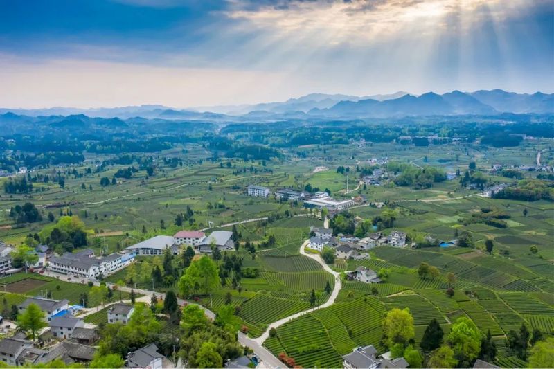 关于看十年 十问贵州，茶真的起源于贵州吗？用证据说话的资讯