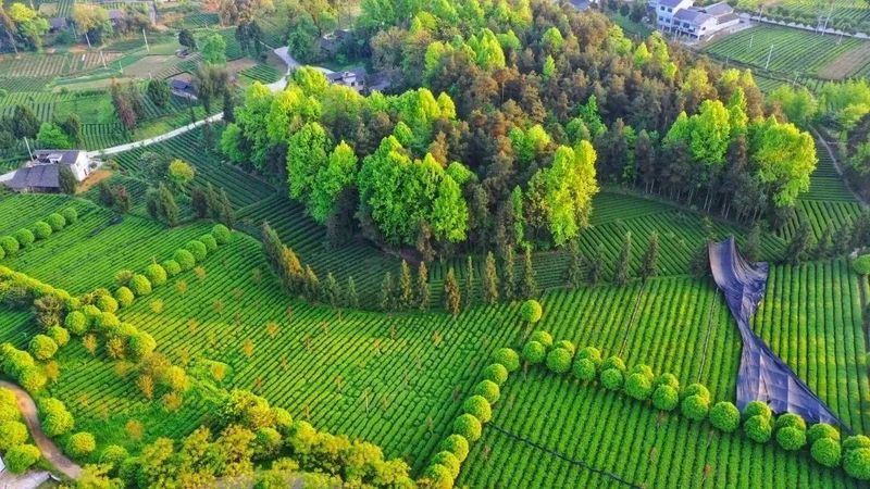 关于看十年 十问贵州，茶真的起源于贵州吗？用证据说话的资讯(3)