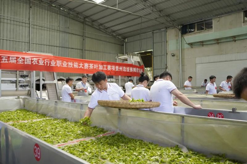 关于贵州省茶文化研究会荣获第五届茶业职业技能竞赛茶艺总决赛“优秀组织奖”的最新消息(6)