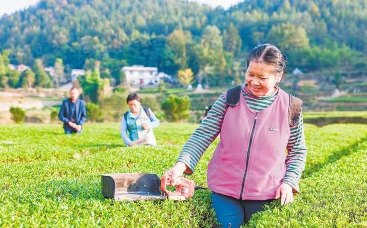 有关于恩施市芭蕉侗族乡：茶农秋茶采摘忙的最新消息