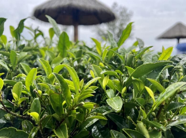 有关于依托生态优势 青翠茶园变增收热土的新闻(1)