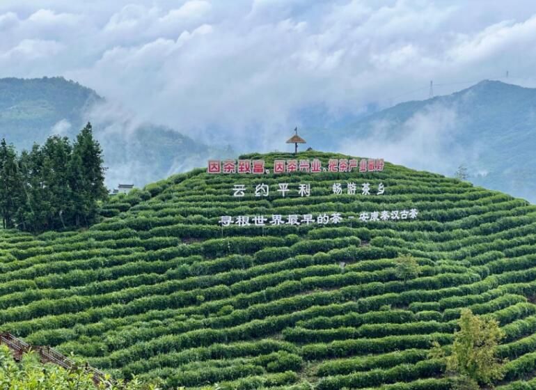 有关于依托生态优势 青翠茶园变增收热土的新闻