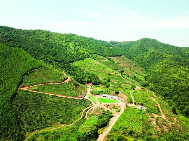 有关于惠东宝口马山村:茶园铺轨道 “茶业”上轨道的资讯