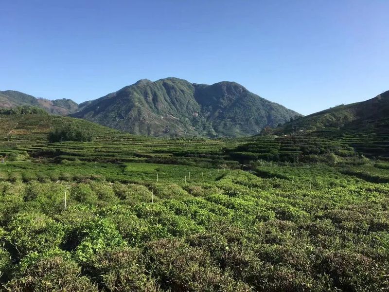 有关于秀篆镇：秋茶质优价好 绿色产业促振兴的相关信息(1)